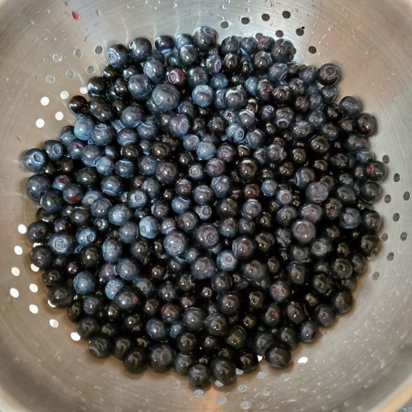 blueberries-alaska-foraging-16-version-2